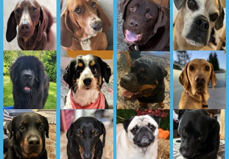 Happy National Dog Day!