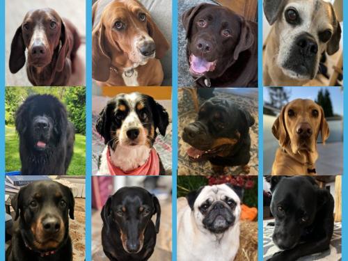Happy National Dog Day!